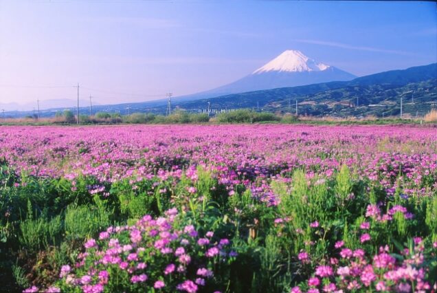 Thumbnail of post image 033